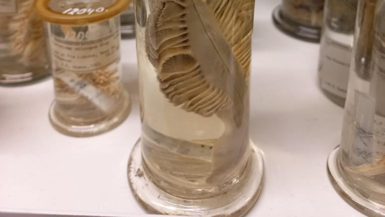 Pot koraal op sterk water