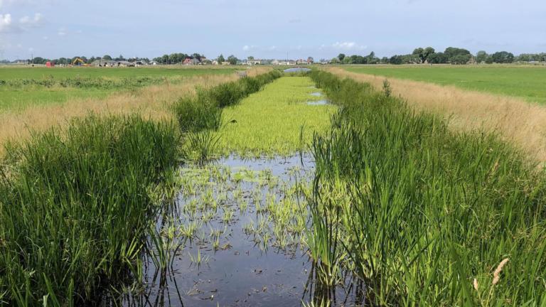 Ditch between agricultural fields with high abundance of the plant Stratiotes aloides, commonly known as water soldier.