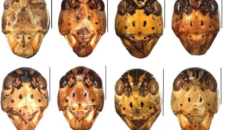 Grass hopper heads with different patterns