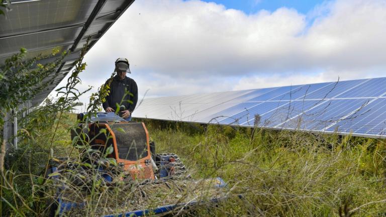 Maaibeleid bij zonnepanelenpark