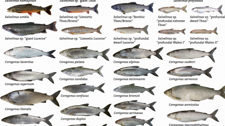 Some fish species inhabiting the perialpine lakes. (@Eawag/Projet Lac/Ole Seehausen)