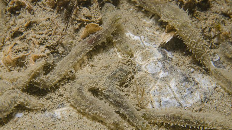 Snotwormen, Foto Peter van Bragt