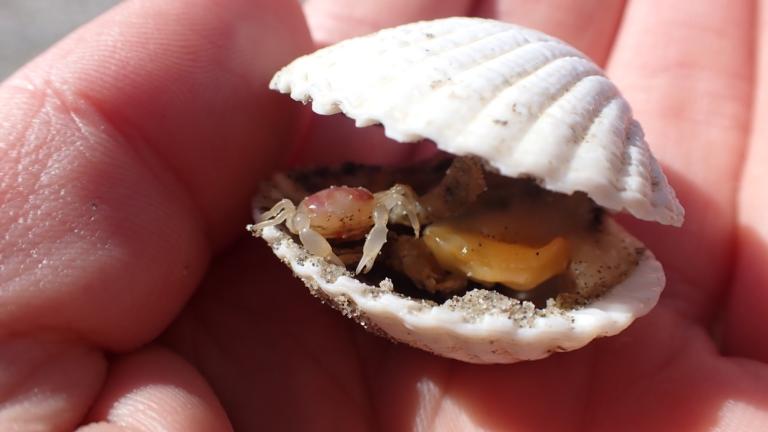 Pinnotheres pisum inside a common cockle, Cerastroderma edule