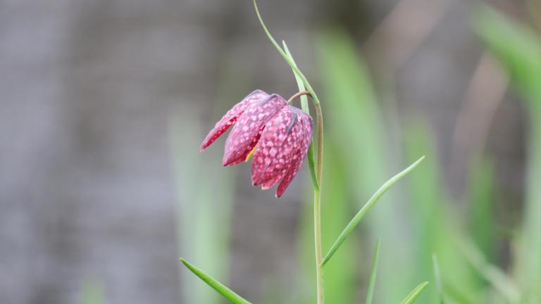 Wilde kievitsbloem (Fritillaria meleagris)