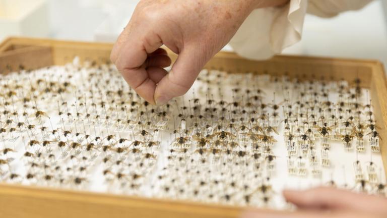 Behoud werkzaamhedend van geprepareerde insecten 