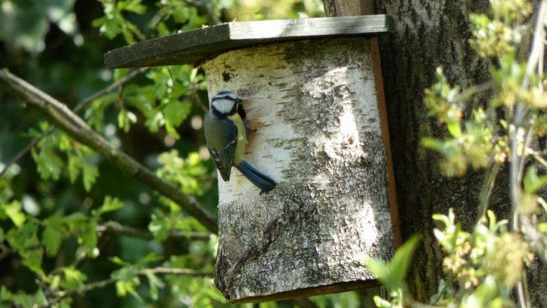 Koolmeesje aan een vogelhuisje (GettyImages)