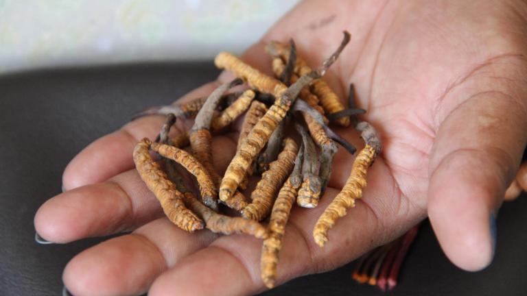 Cordyceps rups schimmel