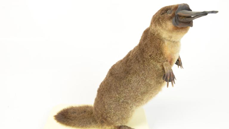 Vogelbekdier uit collectie