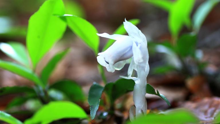 Indian pipe (Monotropastrum humile) 