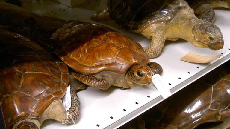 Opgezette schildpadden