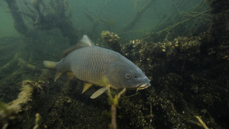 Karper in het water