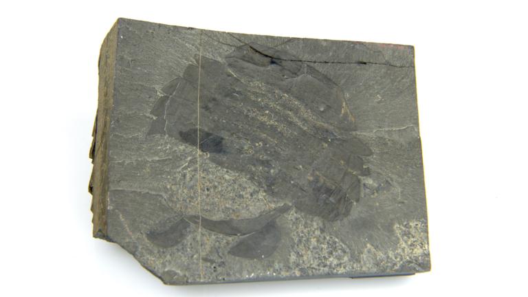 Burgess Shale fossiel