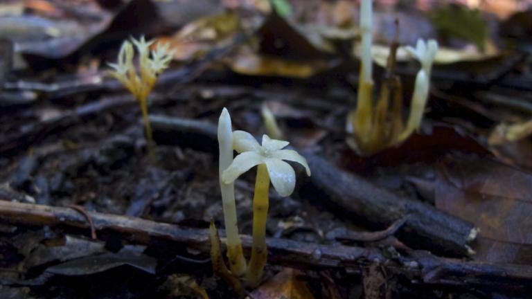 Witte plant zonder bladgroen