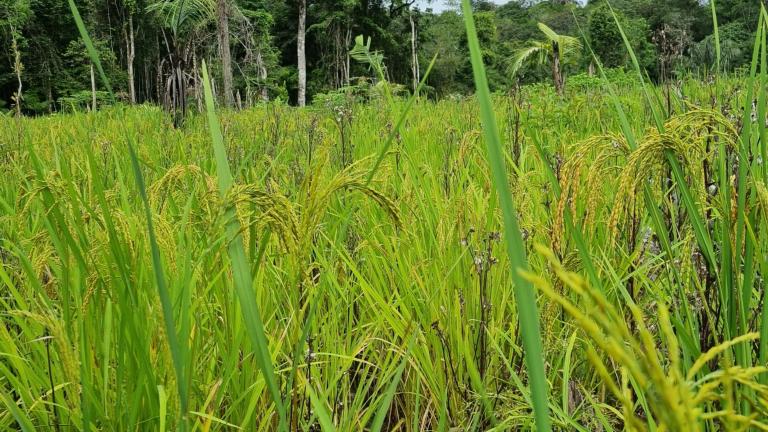 bijna rijpe rijst op een veld