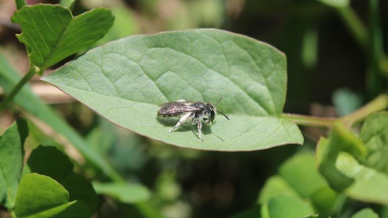 Andrena neovirida