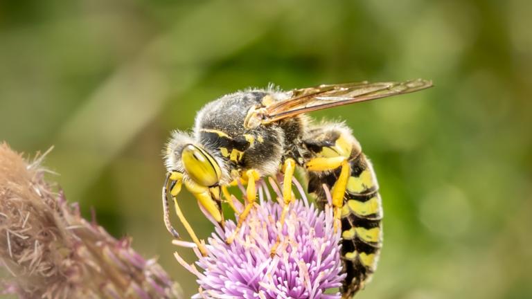 Harkwesp insect van het jaar 2025