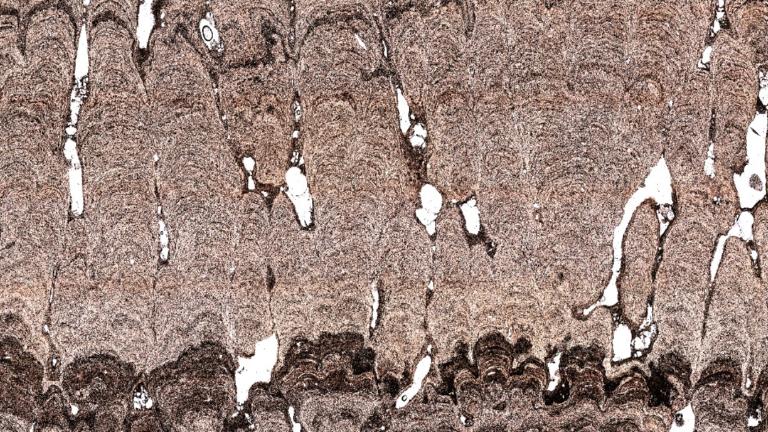 Stromatolietlaminering, microscoopbeeld