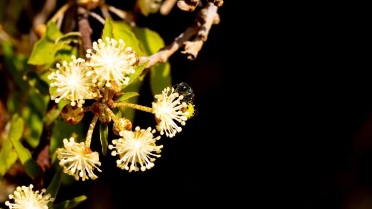 Protosmia megaceps in Socotra