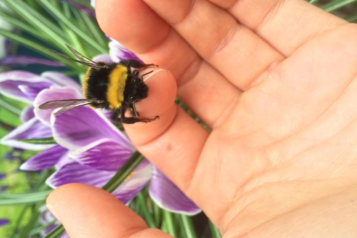 Hommel op hand