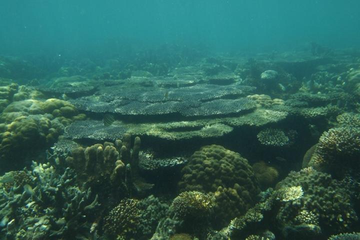 Ecology Indo-Pacific reefs