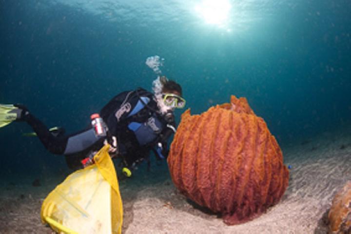 Xestospongia testudinaria at Ternate islands, Indonesia