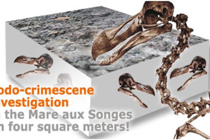 Dodo crime scene investigation