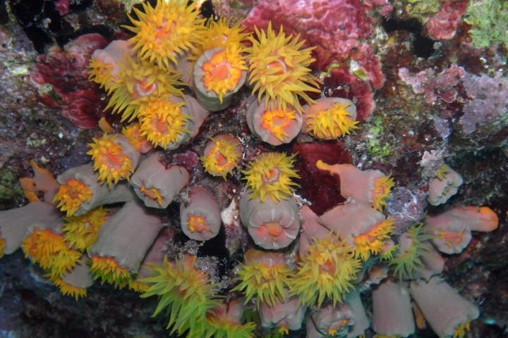 Cepaea nemoralis in different shapes and colours