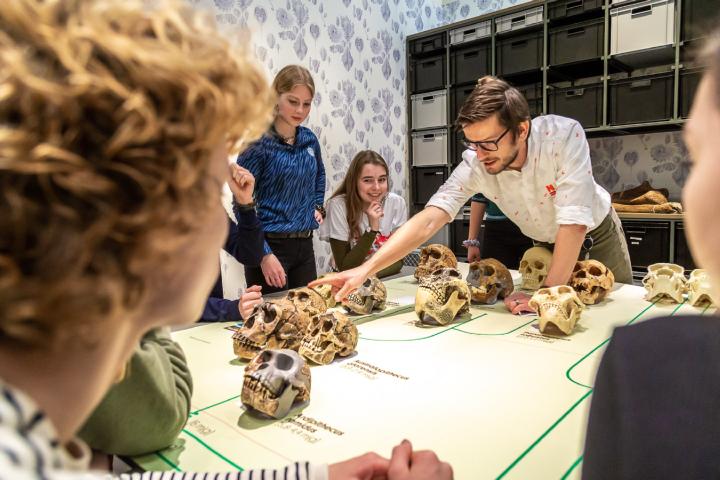 Fossielen en evolutie workshop schedels