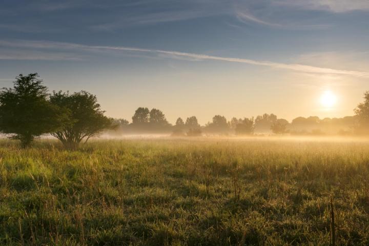 Mistig graslandschap bij Vlaardingen