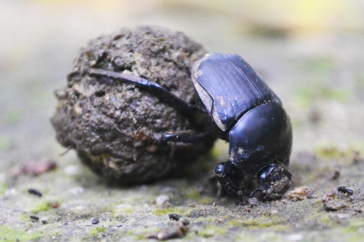Een mestkever (Paragymnopleurus striatus) rolt een bolletje mest. Foto: Maarten Lubbers