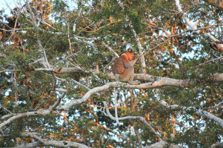 Mannelijke neusaap (Foto: Manuela de Zeeuw)