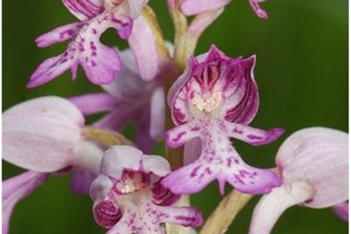 Soldaatje (Bron: Rogier van Vugt)