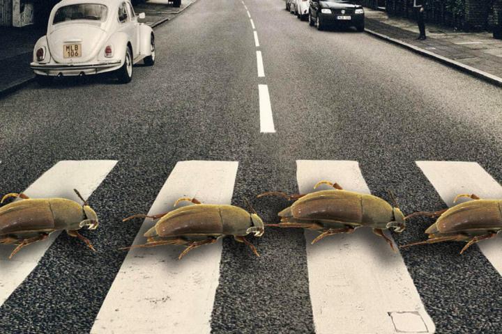 Abbey Road met P. thebeatles