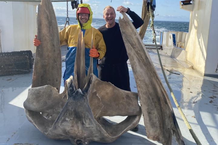Visser Klaas van Duijn met een vers opgeviste vinvis-schedel