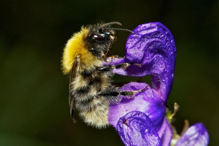 Bombus gerstaeckeri (male) seen visiting its host plant, Aconitum napellus, showed considerable increase in elevation range. Photo © Nicolas J. Vereecken.