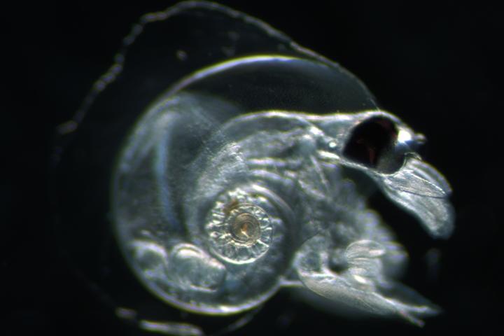 Atlanta ariejansseni, photo by Plankton Team 2017