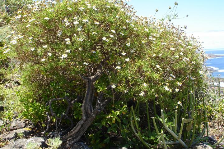 Argyranthemum frutescens