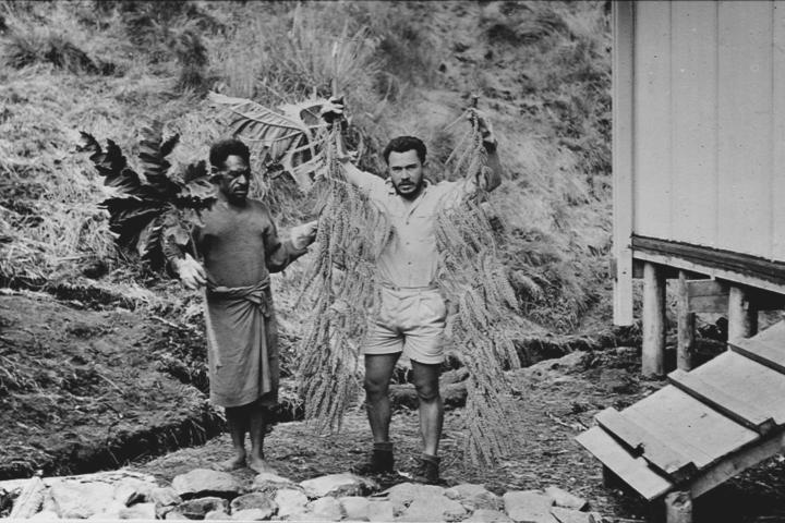 Max van Balgooy op veldwerk in Papua (1965). De bloeiwijze is van een Araliaceae