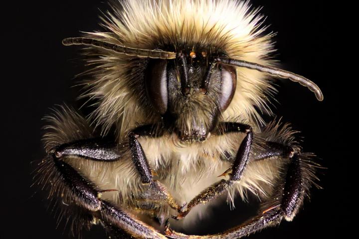 Bumblebee photo [Marten Schoonman]
