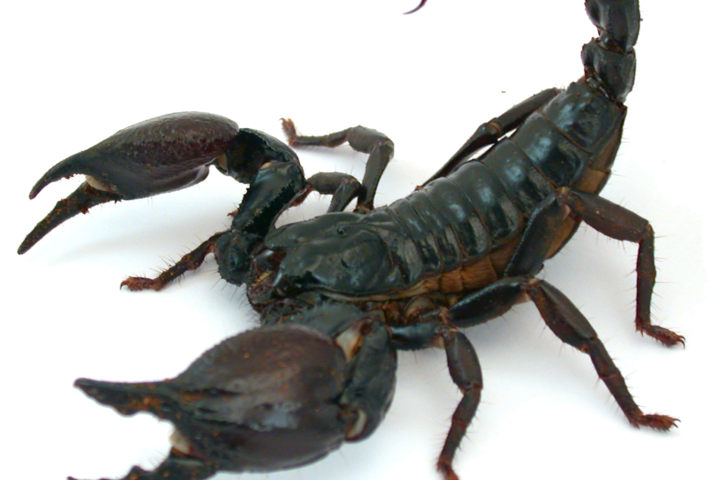 Schorpioen Heterometrus sp. Credits: Arie van der Meijden