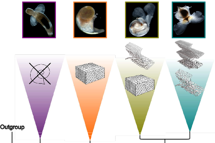 Pseudopontonides principis on black coral
