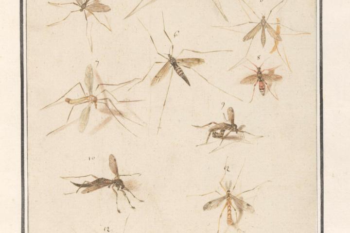 13 langpootmuggen door De Boodt. Maar welke soorten?