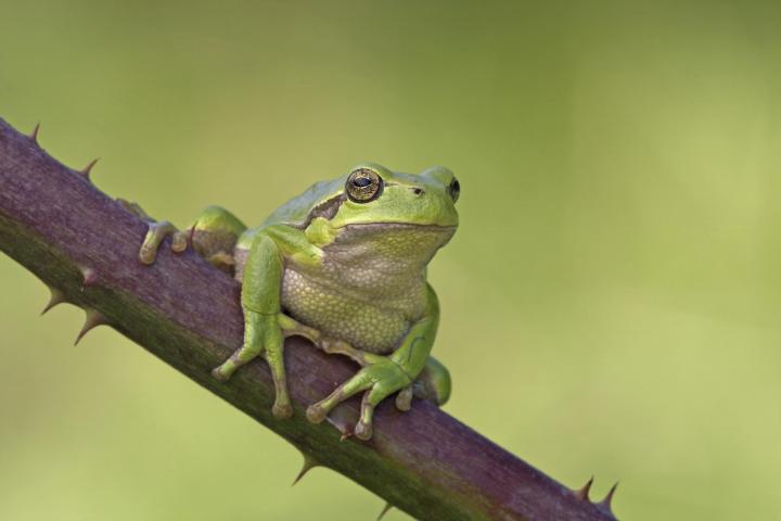Europese Boomkikker (Hyla arborea) - Jelger Herder