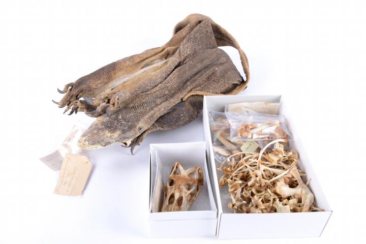 Reptielen skeletten uit de collectie van Naturalis