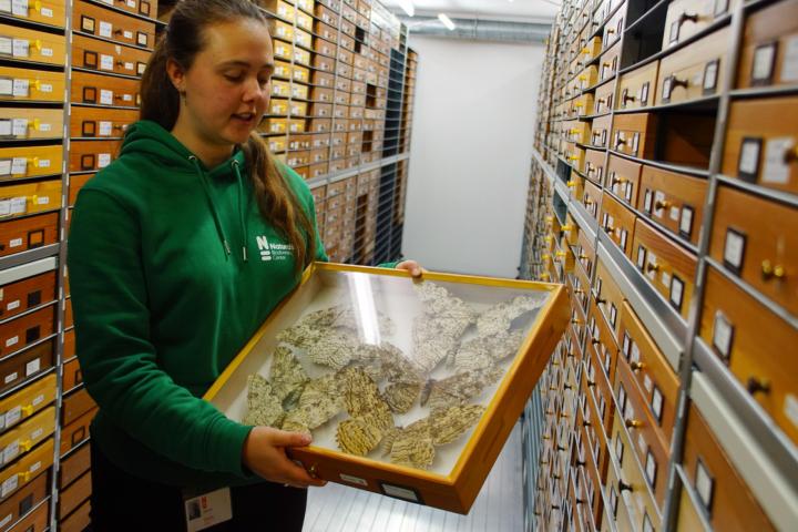 Stagiaire Linda met een laatje vol vlinders