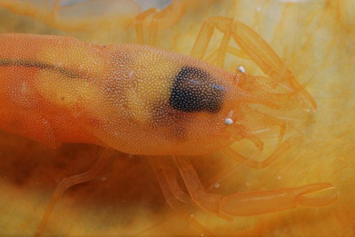 Anchistus_custoides_Mollusca_Bivalvia_Atrina_vexillium 