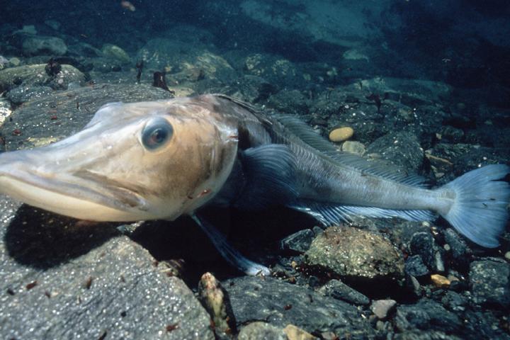 Blackfin Icefish Chaenocephalus aceratus Credit: Doug Allan British Antarctic Survey