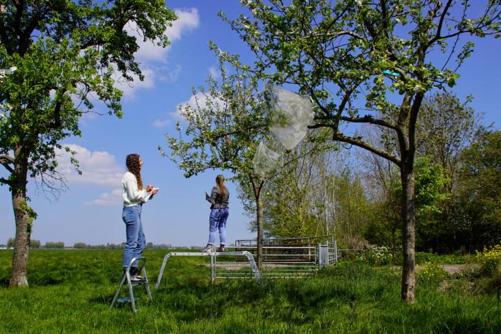 Biodiversiteit meten bij bijen