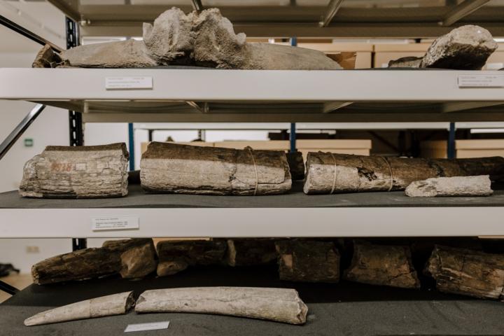 De Dubois collectie bestaat uit vele duizenden fossielen