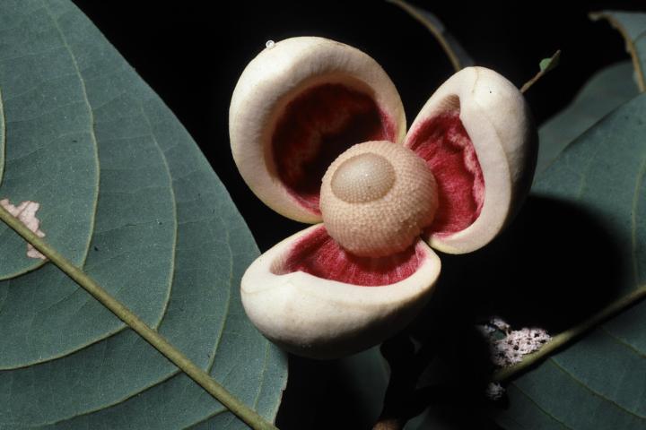 Picture of Annona hypoglauca